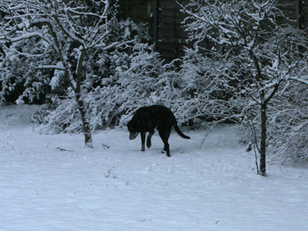 rocky Rocky in the snow